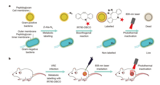 图为:在Gram-positive bacteria 下的IR780-DBCO示意图