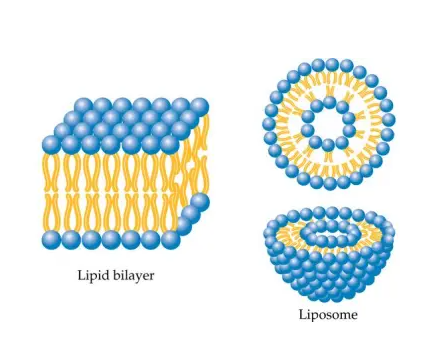 瑞禧可提供不同脂质体Liposome递送定制