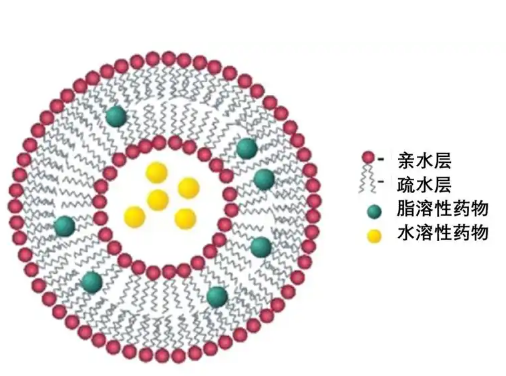 脂质体的分类及其优缺点
