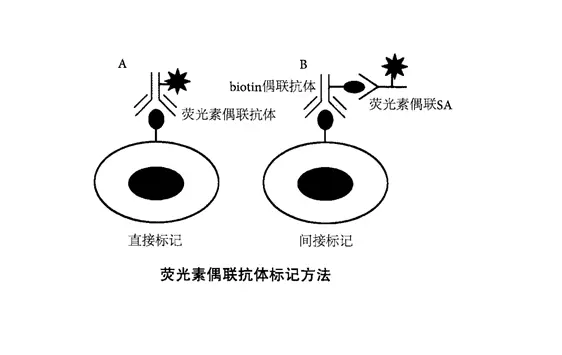荧光标记可用于抗体、蛋白、多肽