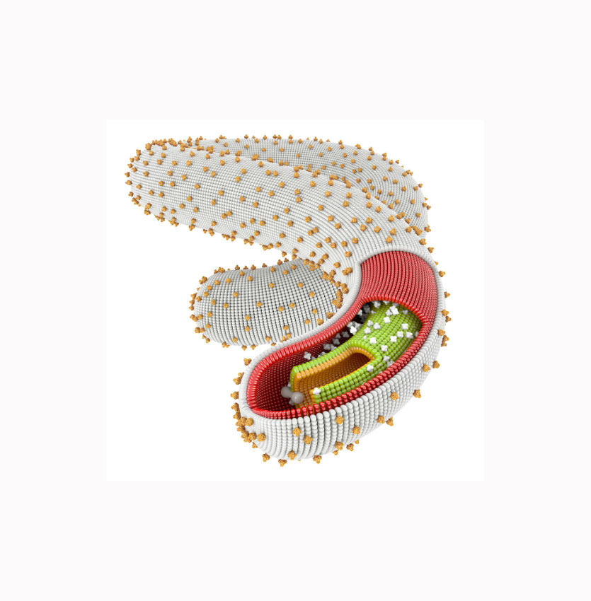 Folate-liposom 阳离子脂质体表面负载叶酸的应用