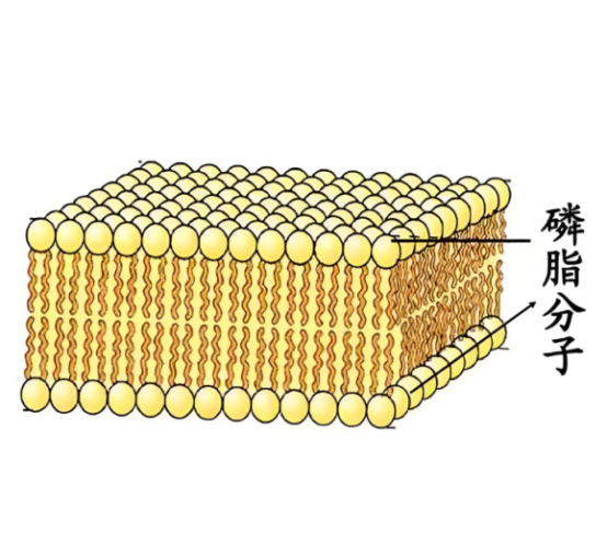 DOPC-Cholesterol Liposomes  DOPC+胆固醇 脂质体（10%胆固醇）的制备方法