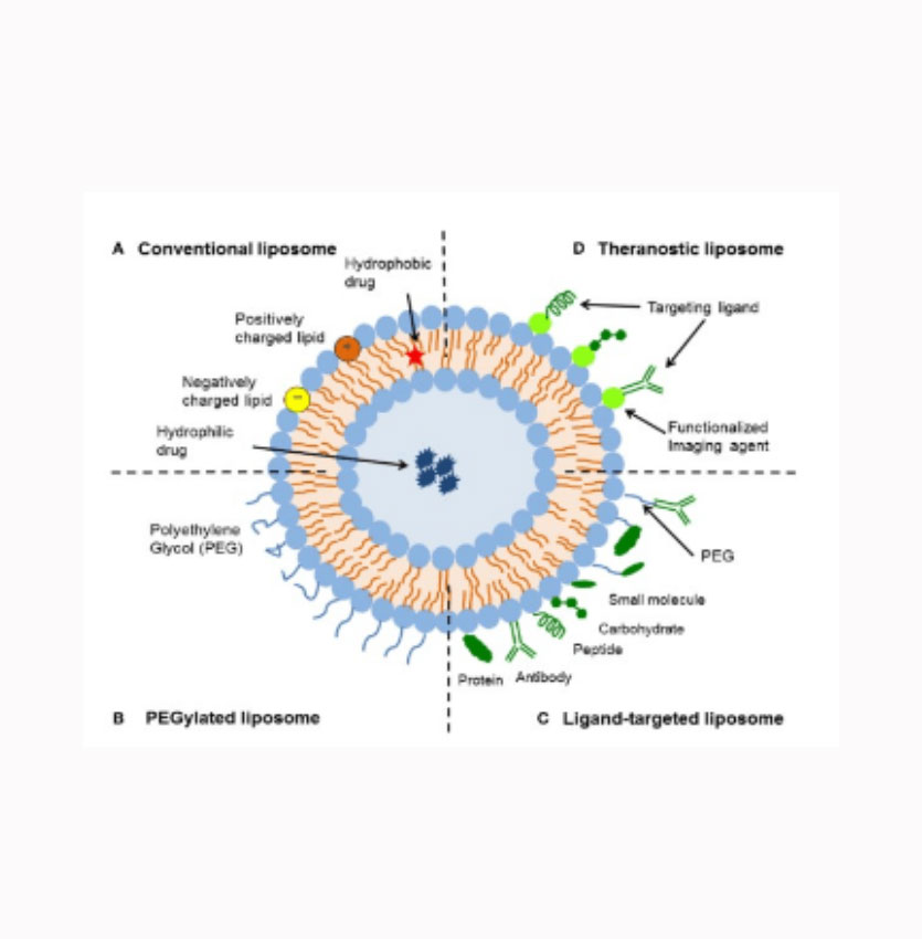 FLUORESCENT DiI LIPOSOMES 细胞膜染色试剂标记的脂质体的应用