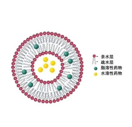 磷脂