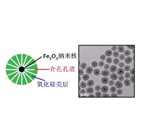 二氧化硅包被的磁性纳米颗粒在纳米材料标记中的应用