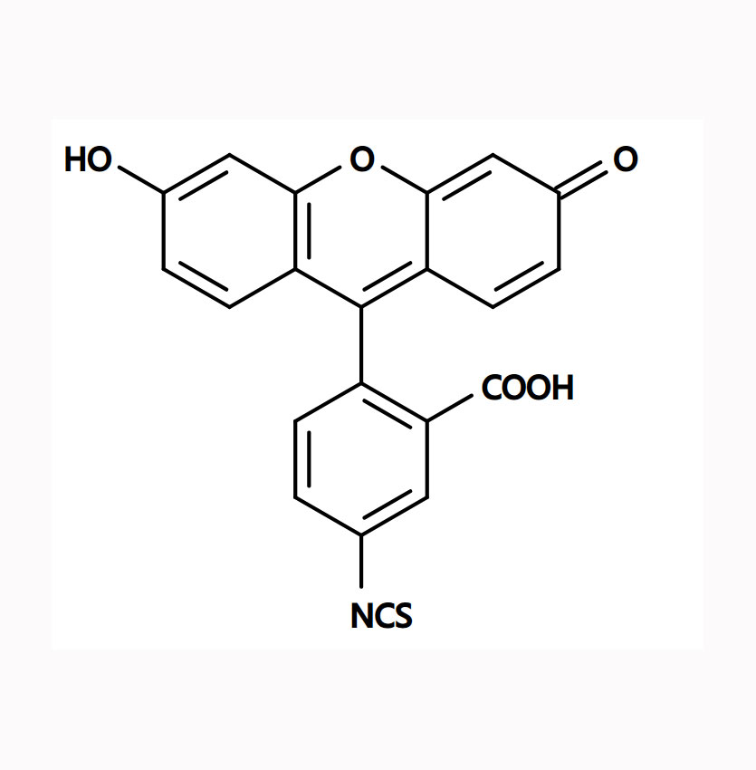 Fucose-FITC 岩藻糖-FITC的特性与应用