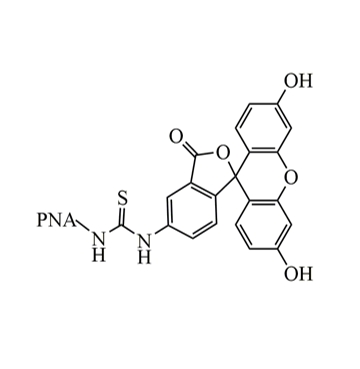 FITC-PNA,异硫氰酸荧光素-花生凝集素