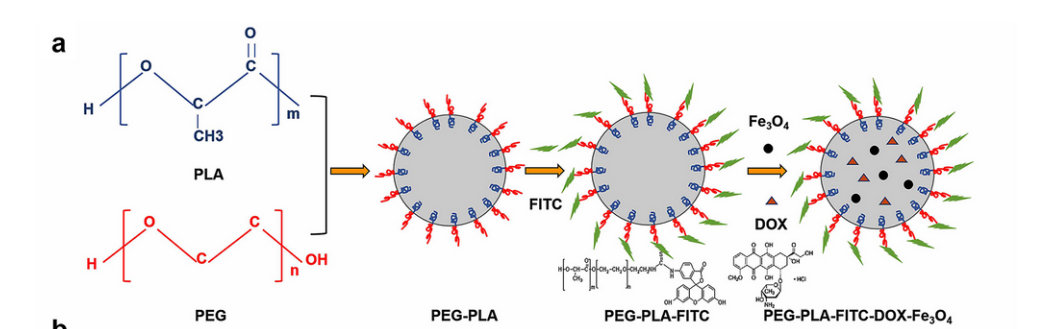 KHMDS/环氧乙烷/丙交酯在DOX-Fe3O4-PEG-PLA-NPs中的应用