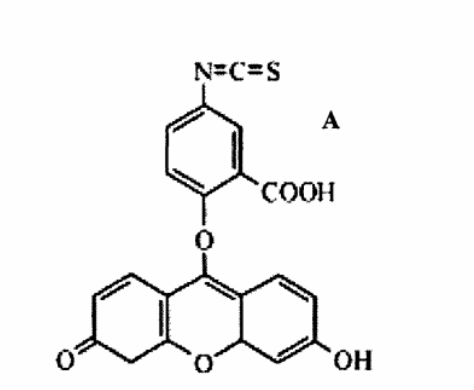 合成FITC标记的两亲性胆固醇基普鲁兰糖衍生物及其自组装载药纳米粒的制备
