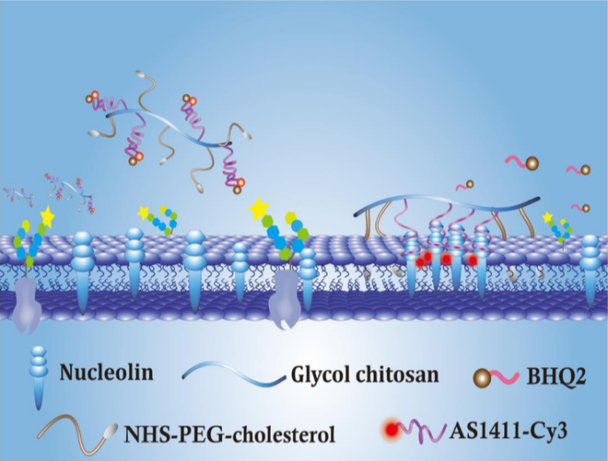 探针 GC-chol-apt-cDNA 用于细胞膜表面核仁素靶向成像