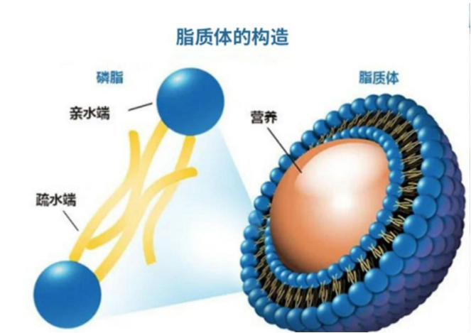 微米级脂质体的粒径大小对其性能的影响