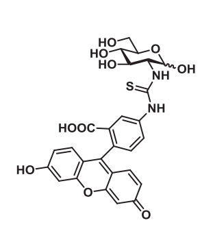 制备溶于水且稳定的FITC标记的d-葡萄糖类似物探针