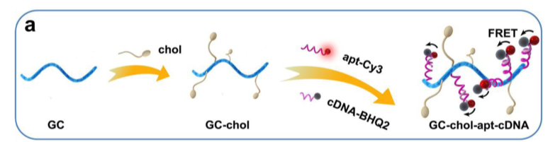 cholesterol 在 GC-chol-apt-cDNA探针中的应用