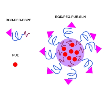 DSPE-PEG2000制备的脂质纳米粒的应用