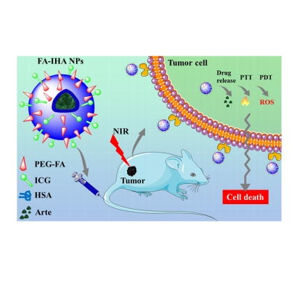 NH2-PEG2000-COOH、NH2-PEG2000-FA在FA-IHA纳米颗粒中的应用 