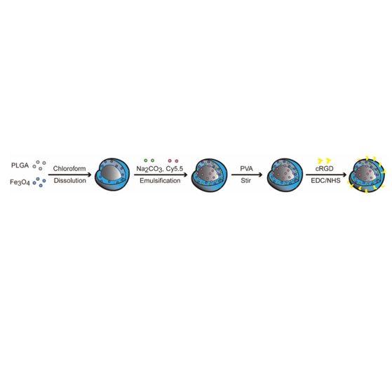 Fe3O4 nanoparticles、Na2CO3 在Fe3O4/Na2CO3@PLGA/Cy5.5/cRGD纳米颗粒的应用