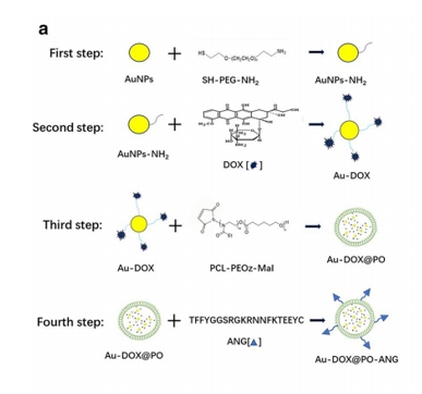 PCL-PEOz-maleimide、SH-PEG-NH2 在Au-DOX@PO-ANG的应用