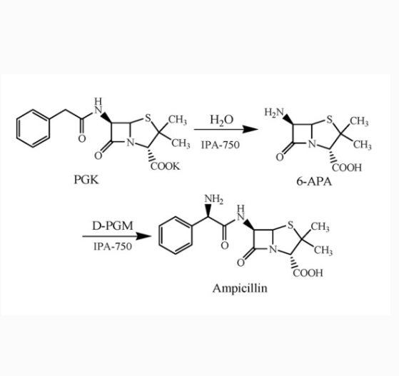 CY2标记氨苄青霉素  CY2-Ampicillin  二甲川花青染料-氨苄青霉素的应用领域