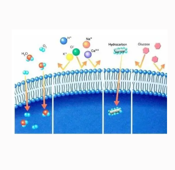 TRITC-Recombinant Collagen  TRITC-重组胶原蛋白的应用途径