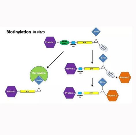 Cy5荧光标记抗体/蛋白试剂盒  Cy5 Fluorescent Labeling Antibody/Protein Kit的应用途径