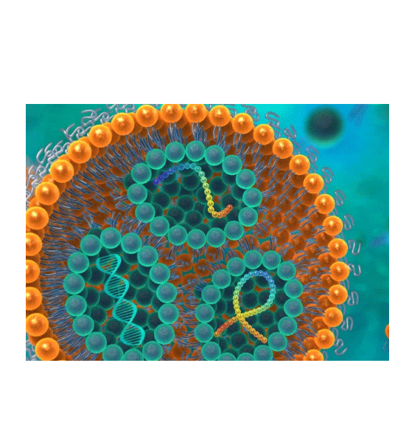 Blank liposomes modified by DID  DID 修饰空白脂质体的制备方法