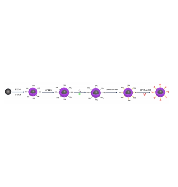 Fe3O4 在免疫磁性荧光系统C6/MMSN-GPC3的应用