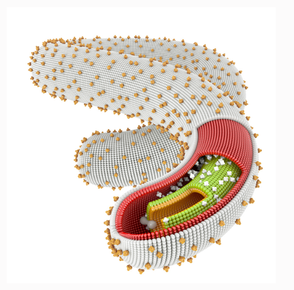 Cationic Liposome 70nm  阳离子脂质体70nm  阳离子脂质纳米粒的作用