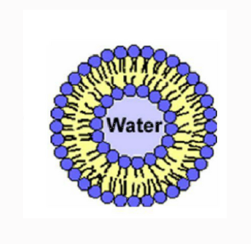 Liposome Encapsulating FLUC mRNA 质体包fluc mrna的应用场景