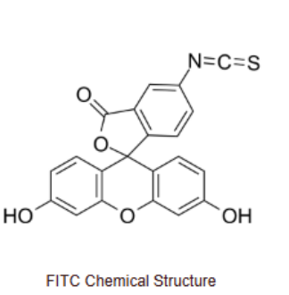FITC 标记技术的原理与生物学研究应用