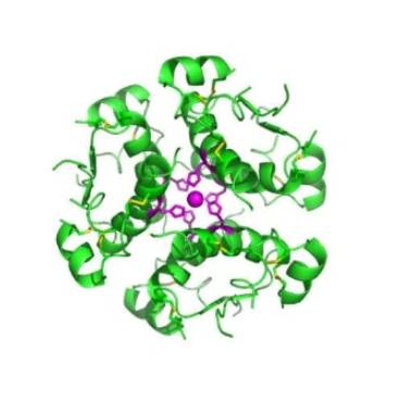 刀豆球蛋白的糖基化修饰：对其生物活性、稳定性的影响