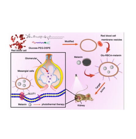 glucose-PEG2000-DSPE在合成Glu-RBCm-黑色素的应用