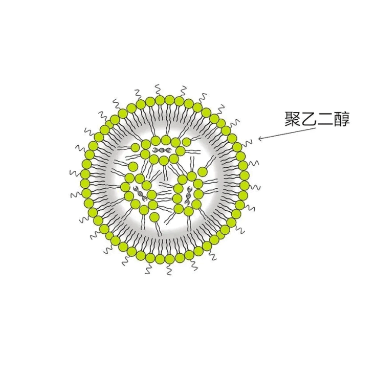 Drug-loaded polyethylene glycol liposomes 聚乙二醇脂质体载药的优点