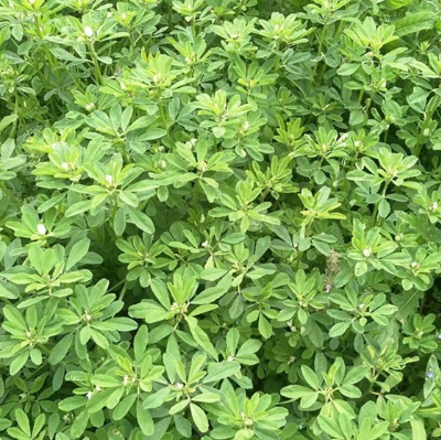 香豆素类化合物的合成及其生物活性