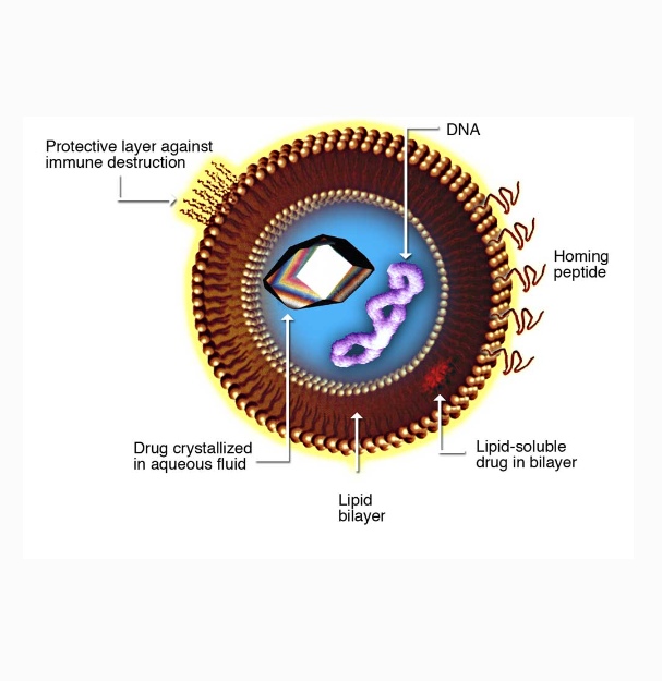 单纯脂质体  Simple Liposome  普通脂质体的应用领域