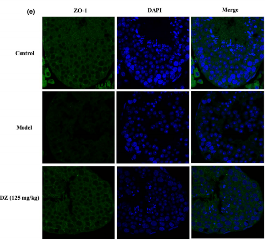 FITC-dextran