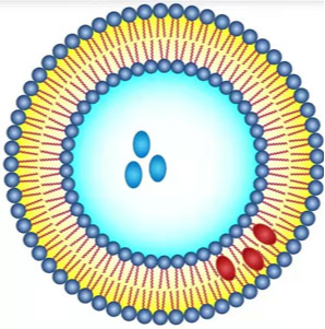 阳离子脂质体包质粒和水溶性四氧化三铁5nm , 整体100nm的性质及特点