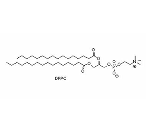DPPC 分子间的相互作用机制