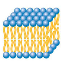 Liposomes Encapsulating Protein (100nm) 脂质体包蛋白，100nm的优点缺点