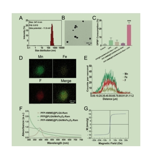 PFP-HMME@PLGA/MnFe2o4-RamNPs的表征