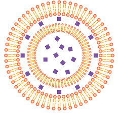  OPG protein@LNP (100nm)  OPG蛋白@ LNP（100nm）的性质及特点