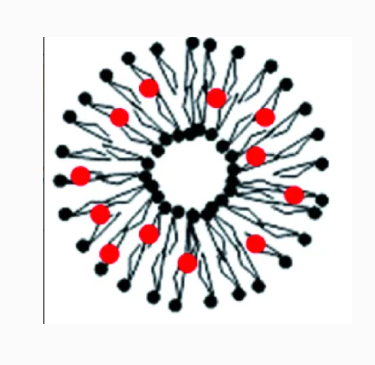 DiI-cRGD修饰脂质体  DiI-labeled cRGD Modified Liposomes的使用途径