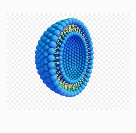 DiI-labeled -cRGD-DQA modified- liposomes DiI-cRGD-DQA修饰脂质体的应用领域