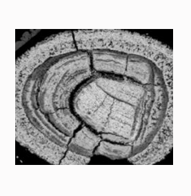 锰探针  Manganese Probe的相关特性