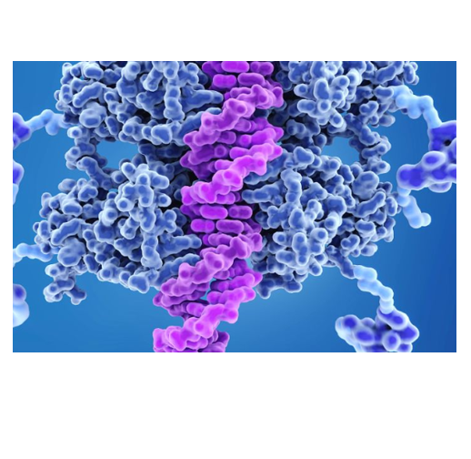 亲和素对生物分子固定化的影响及应用