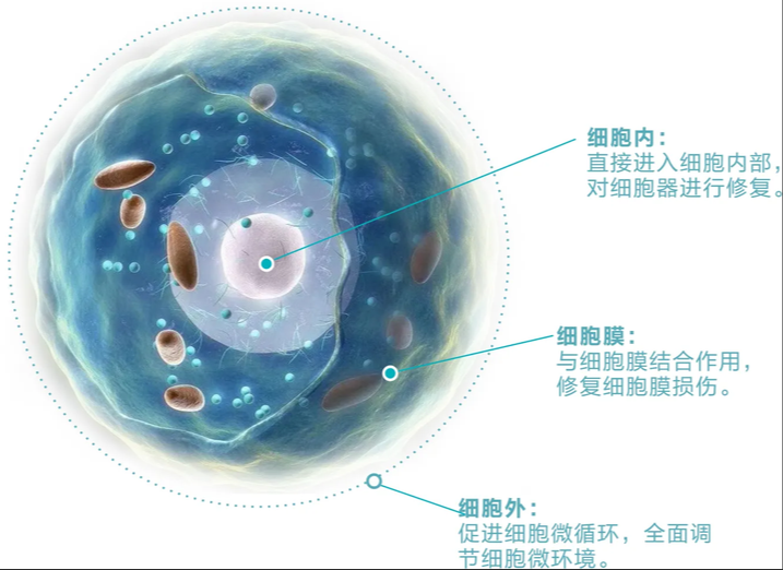 脂质体融合的运输策略实现细胞膜外侧多功能