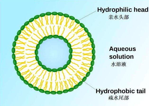 脂质体融合的运输策略实现细胞膜外侧多功能