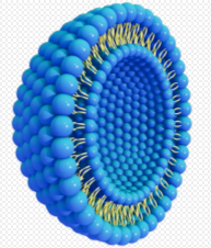 Blank Liposomes 空白脂质体的性质及特点