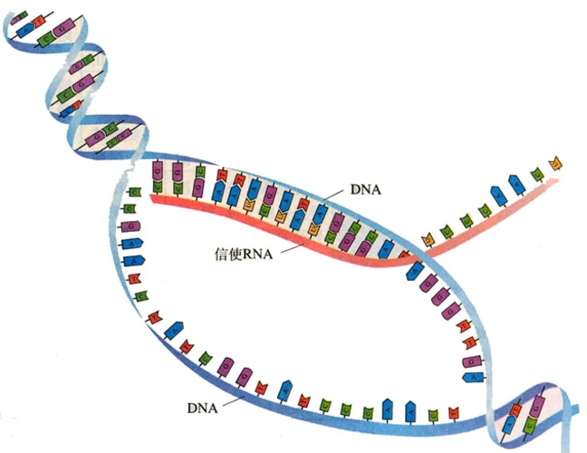 mRNA 递送的合成脂质纳米颗粒