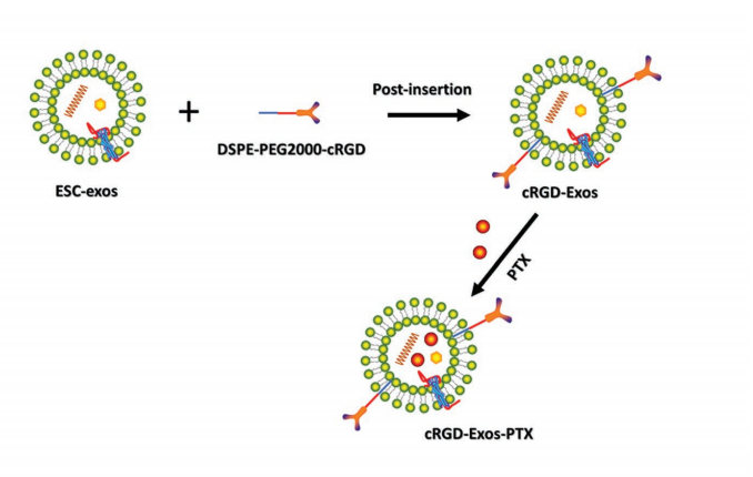 DSPE-PEG2000-cRGDyK在cRGD-Exo-PTX的靶向作用