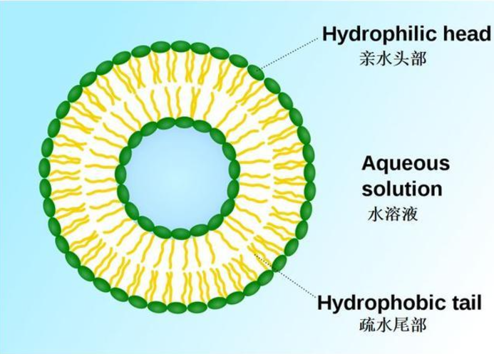 脂质体双囊泡与生物膜的融合机制研究